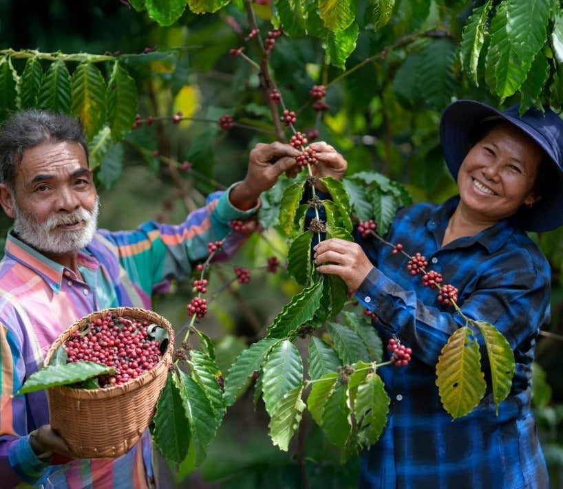 Origin Coffee Beans Online
