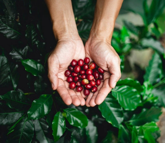 Specialty Roast Coffee Beans Online
