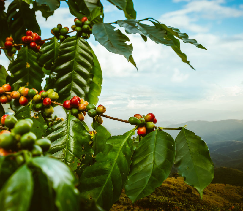 best top coffee at home and best coffee delivered online